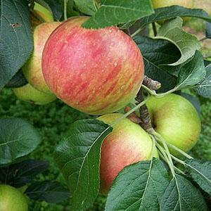 Apple Tree - Fortune