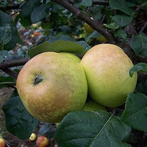 Apple Tree - Greenup's Pippin