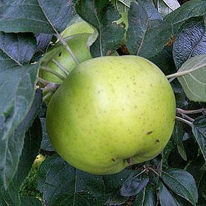 Apple Tree - Grenadier