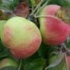 Apple Tree - Hawthornden