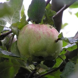 Apple Tree - Isaac Newton's Tree