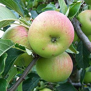 Apple Tree - James Grieve