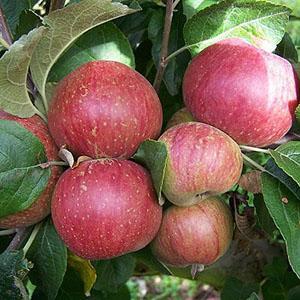 Apple Tree - Kingston Black