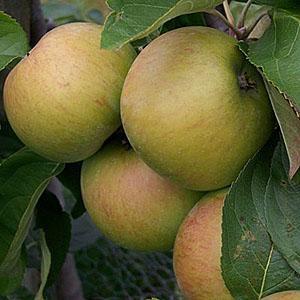 Apple Tree - Lane's Prince Albert