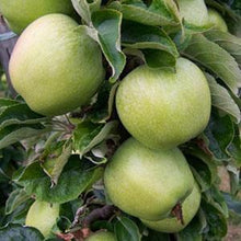 Load image into Gallery viewer, Apple Tree - Lord Derby
