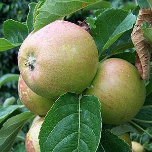 Apple Tree - Mannington's Pearmain