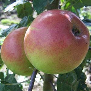 Apple Tree - Monarch