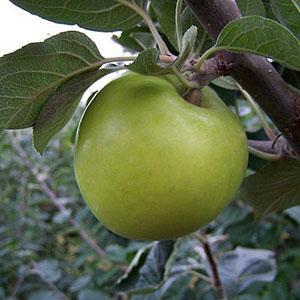 Apple Tree - Morgan Sweet