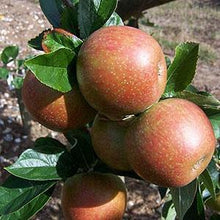 Load image into Gallery viewer, Apple Tree - New Bess Pool