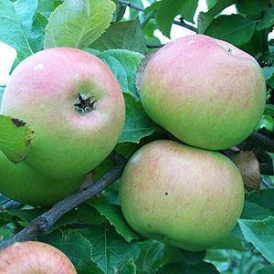 Apple Tree - Newton Wonder
