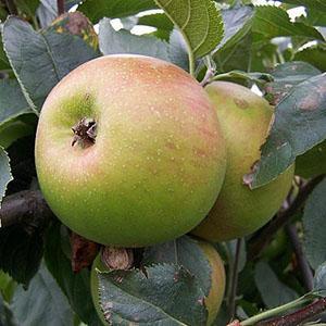 Apple Tree - Orleans Reinette