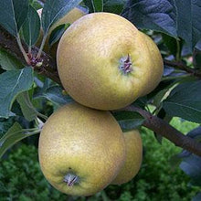Load image into Gallery viewer, Apple Tree - Pitmaston Pineapple