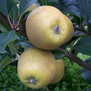 Apple Tree - Pitmaston Pineapple
