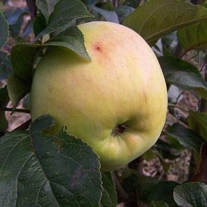 Apple Tree - Reverend W. Wilks