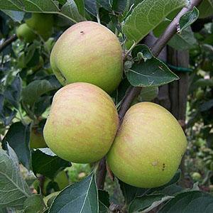 Apple Tree - Ribston Pippin