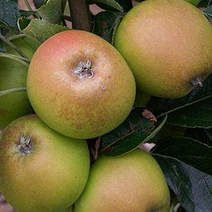 Apple Tree - Rosemary Russet