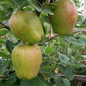 Apple Tree - Smart's Prince Arthur