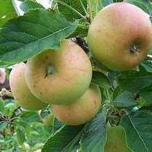 Load image into Gallery viewer, Apple Tree - Sunset