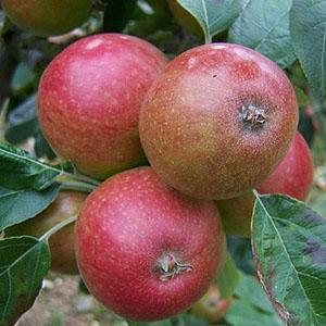 Apple Tree - Tremlett's Bitter