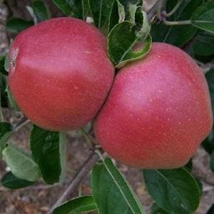 Apple Tree - William Crump