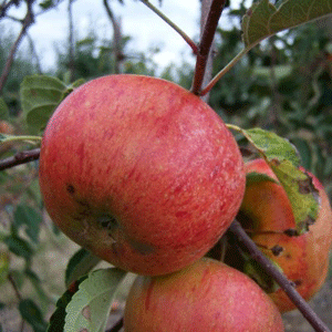 Apple Tree - William Peters