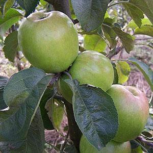 Apple Tree - Winter Cockpit