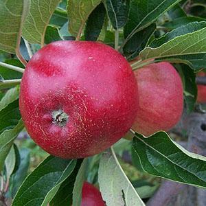 Apple Tree - Worcester Pearmain