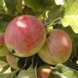 Apple tree - Yarlington Mill