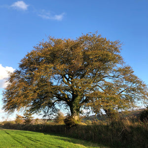 Beech in autumn