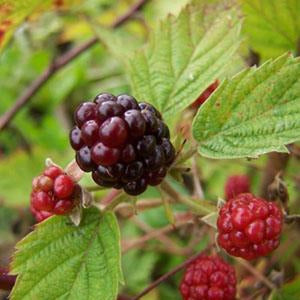 Blackberries (Rubus fruticosus)