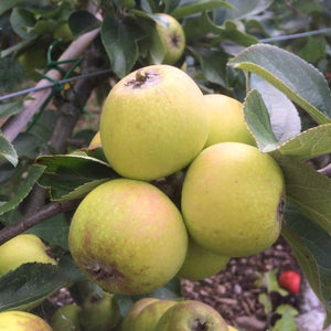 Apple tree - Bringewood Pippin