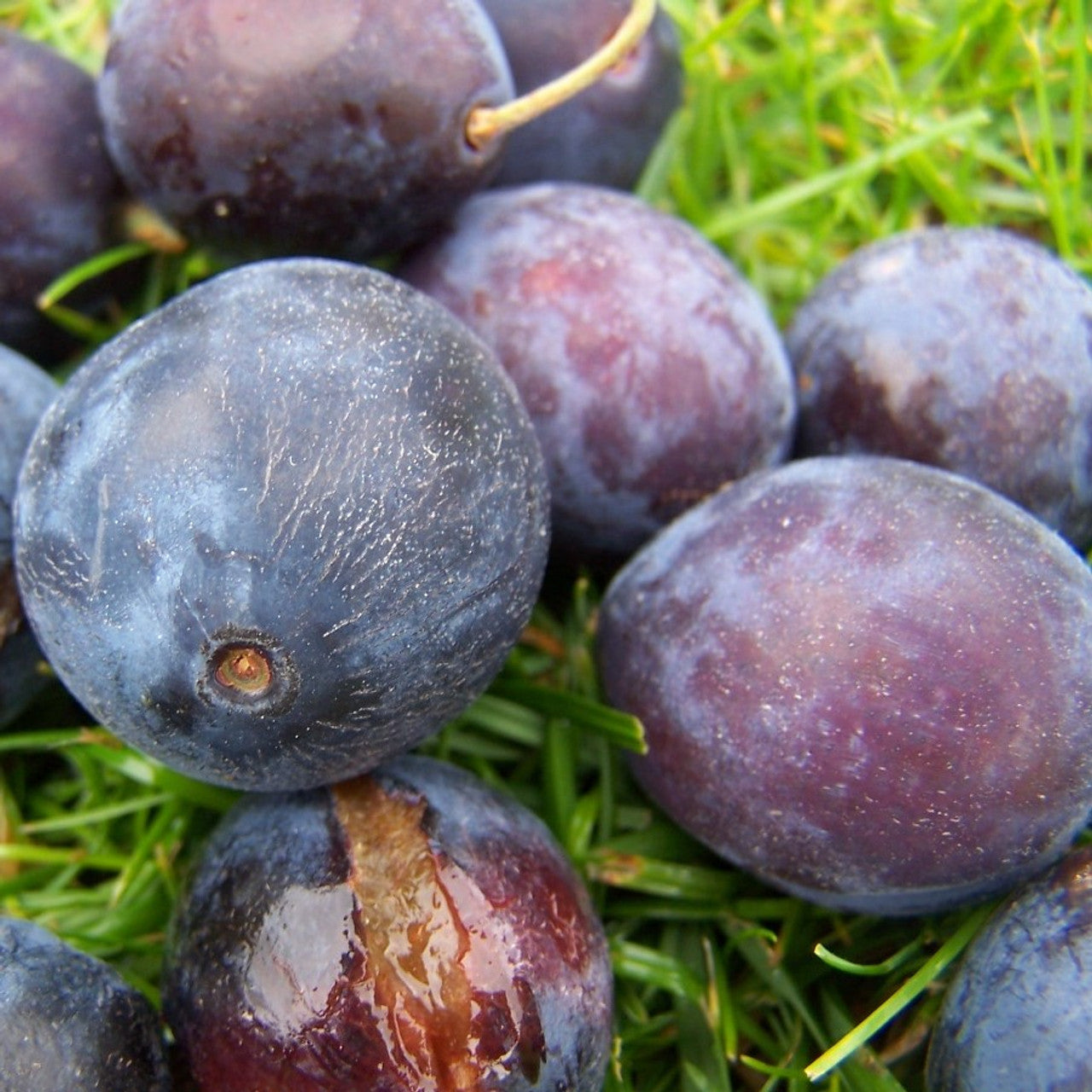 Bullace (Prunus insititia) | Buy British Fruit Trees | Habitat Aid