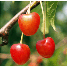 Load image into Gallery viewer, Cherry Tree - White Heart