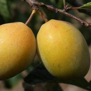 Plum tree - Coe's Golden Drop