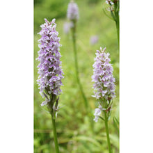 Load image into Gallery viewer, Orchid: Common Spotted (Dactylorhiza fuchsii)