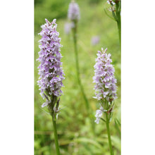 Load image into Gallery viewer, Orchid: Common Spotted (Dactylorhiza fuchsii)