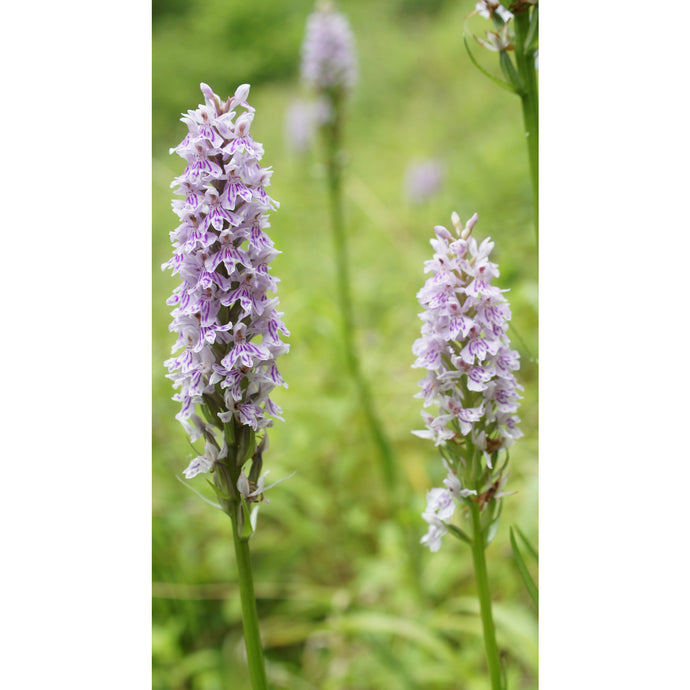 Orchid: Common Spotted (Dactylorhiza fuchsii)
