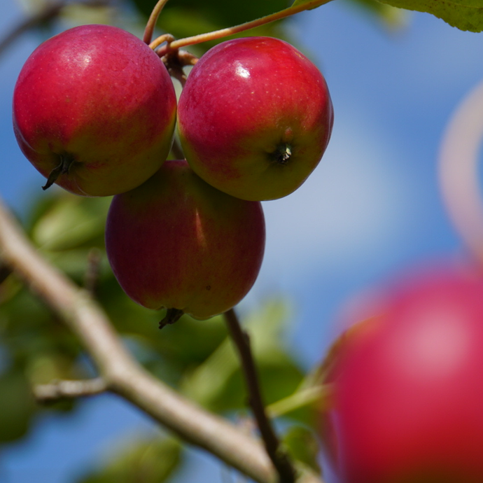 Crab Apple Tree - Dartmouth