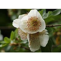 Eucryphia x nymansensis 'Nymansay' On Hold
