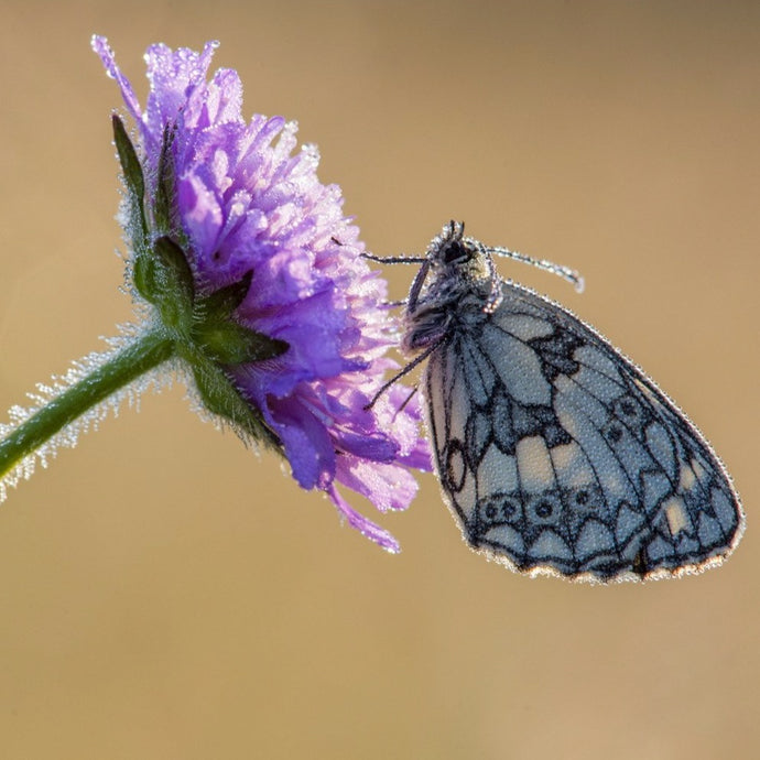 Field Scabious (Knautia arvensis)