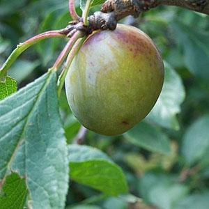 Gage Tree - Jefferson's Gage