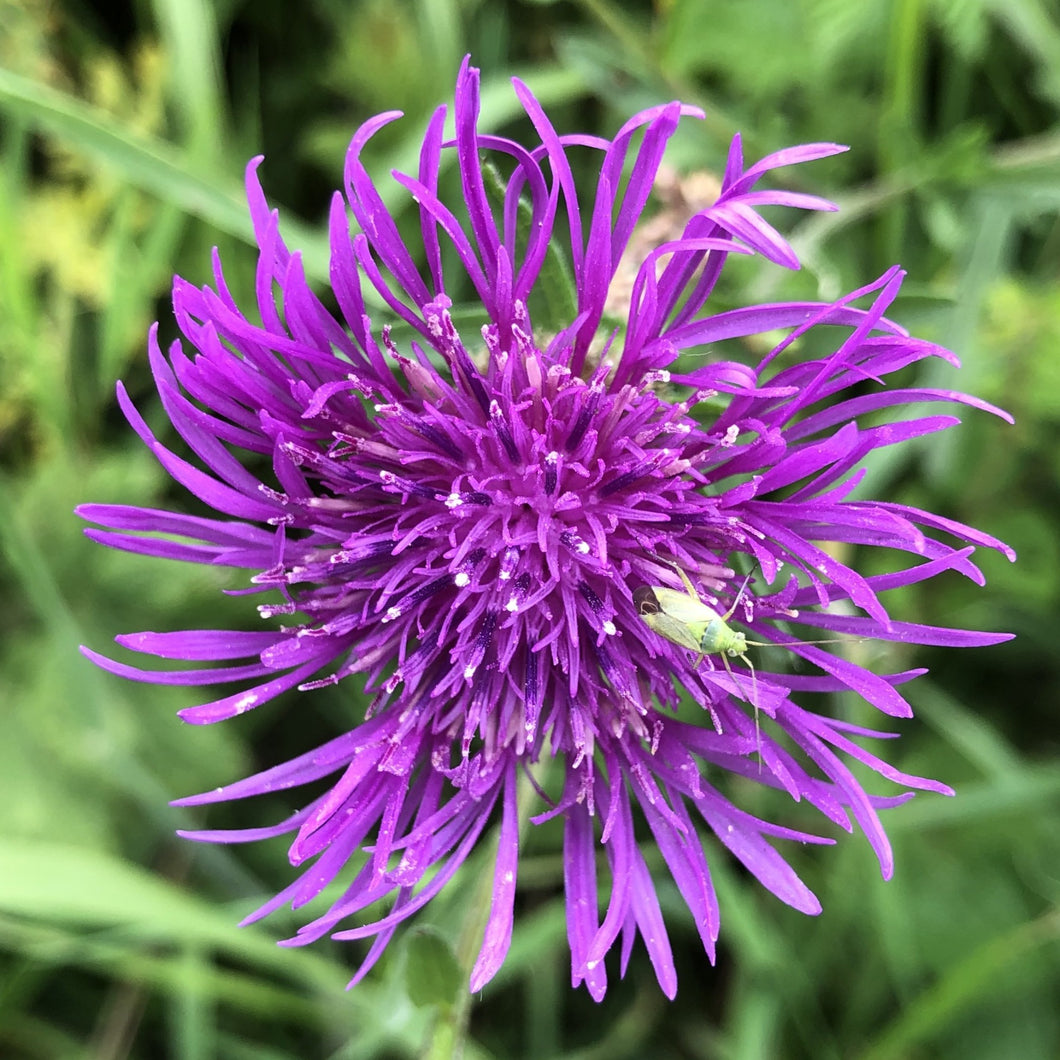 Greater knapweed