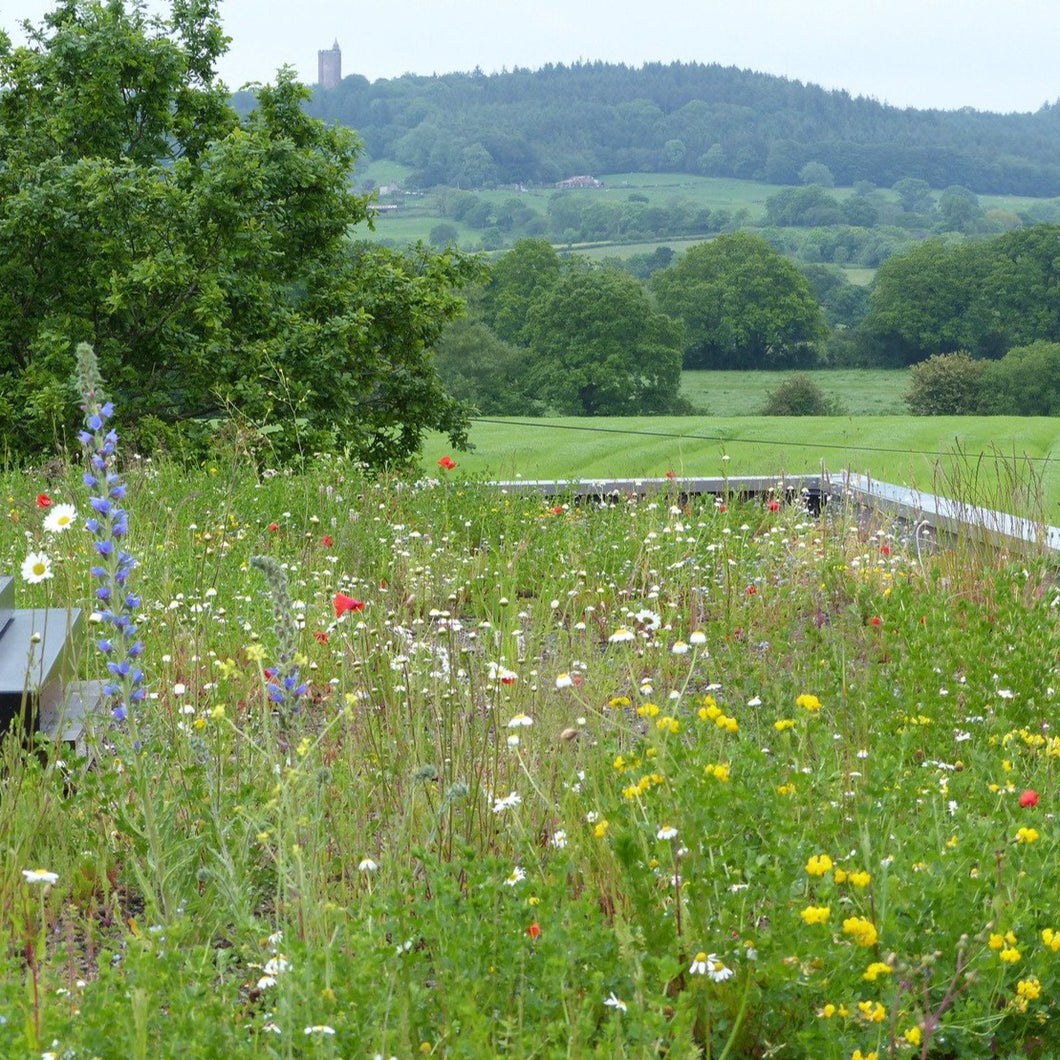 Plug plants for green roofs