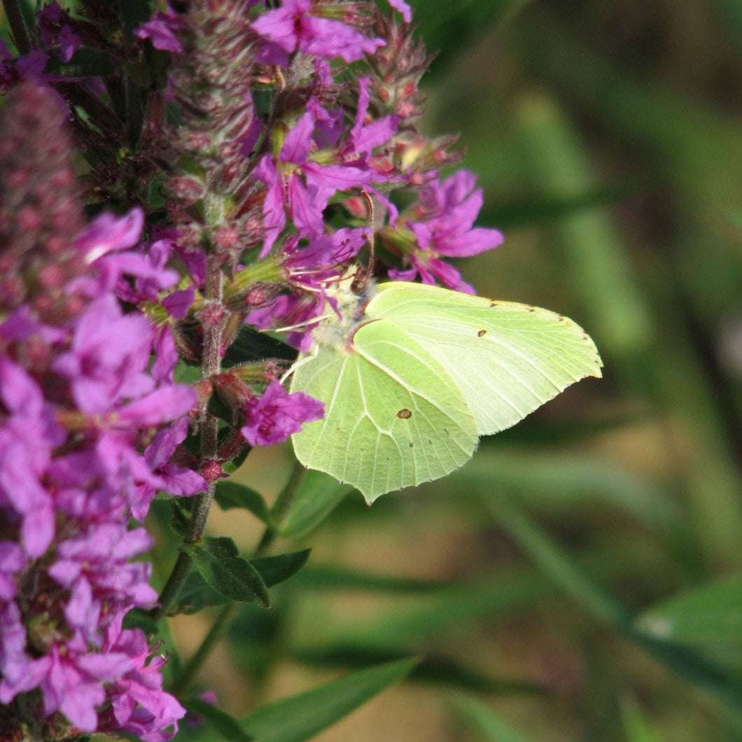 Wildflowers for Boggy Areas