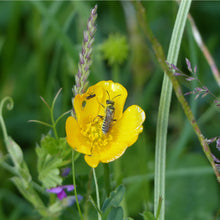 Load image into Gallery viewer, Scottish Highlands Meadow Seed Mix
