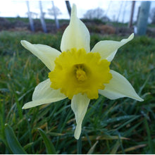 Load image into Gallery viewer, Wild Daffodil (Narcissus pseudonarcissus lobularis)