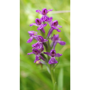 Orchid: Northern marsh (Dactylorhiza purpurella)