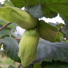 Load image into Gallery viewer, Cobs and Filberts (Corylus avellana and maxima)