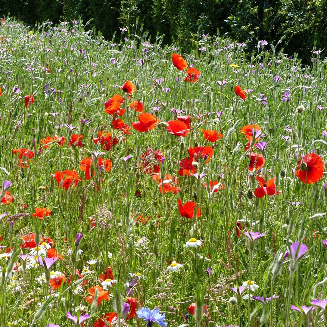 Cornfield Annuals Seed Mix 500g - Main Image