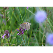 Load image into Gallery viewer, Clay Soil Wildflower Meadow Seed Mix